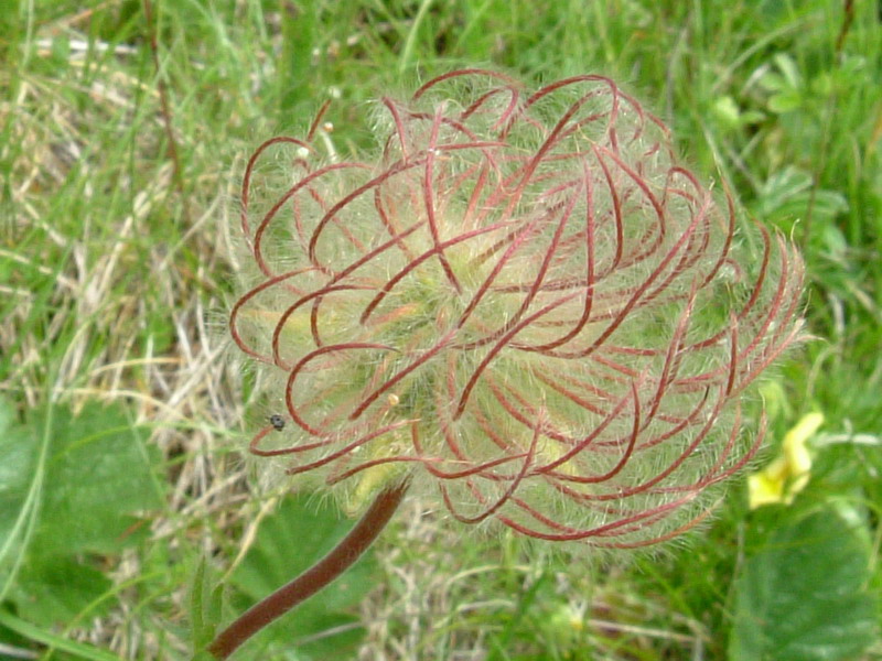 Geum montanum / Cariofillata montana